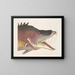 Der große Fisch-Hogfish - Mark Catesby — gerahmtes Bild an der Wand