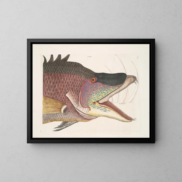 Il grande pesce-porcospino - Mark Catesby — quadro incorniciato alla parete