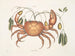 Tapie und irdischer Krebs, der Erdkrabbe - Mark Catesby — Ansicht des Kunstwerks