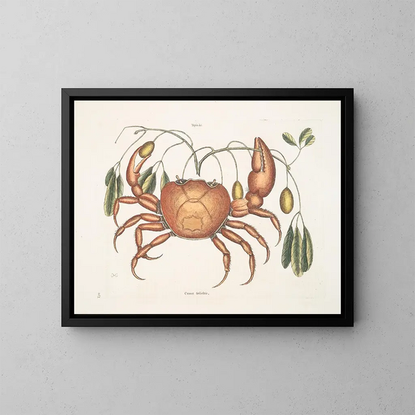 Tapie e cancro terrestre, il granchio di terra - Mark Catesby — quadro incorniciato alla parete
