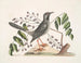 L'arbre Gumelimy - Mark Catesby — Ansicht des Kunstwerks