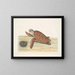 Tartaruga caouanne - Mark Catesby — quadro incorniciato alla parete