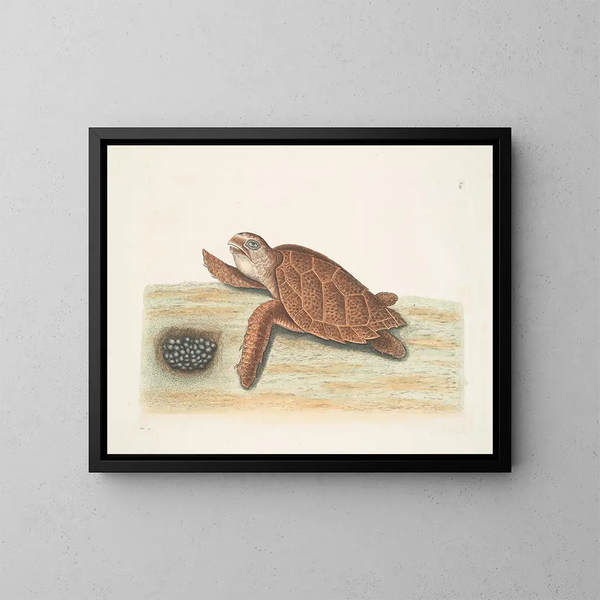 Tartaruga caouanne - Mark Catesby — quadro incorniciato alla parete