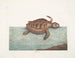 Die Karettschildkröte - Mark Catesby — Ansicht des Kunstwerks