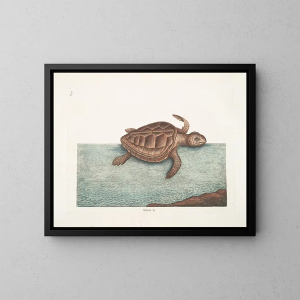 La tartaruga caouanne - Mark Catesby — quadro incorniciato alla parete
