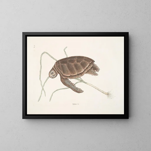 Tartaruga verde - Mark Catesby — quadro incorniciato alla parete