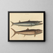 Le barracuda - Mark Catesby — quadro incorniciato alla parete