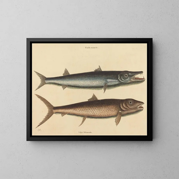 Le barracuda - Mark Catesby — quadro incorniciato alla parete