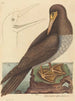 Le fou Pelecanus sula - Mark Catesby — vista dell’opera