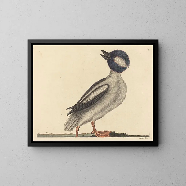 Il papero con testa di bufalo - Mark Catesby — quadro incorniciato alla parete