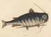 Il Gatto-Pesce Silurus catus - Mark Catesby — vista dell’opera