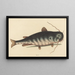 Il Gatto-Pesce Silurus catus - Mark Catesby — quadro incorniciato alla parete