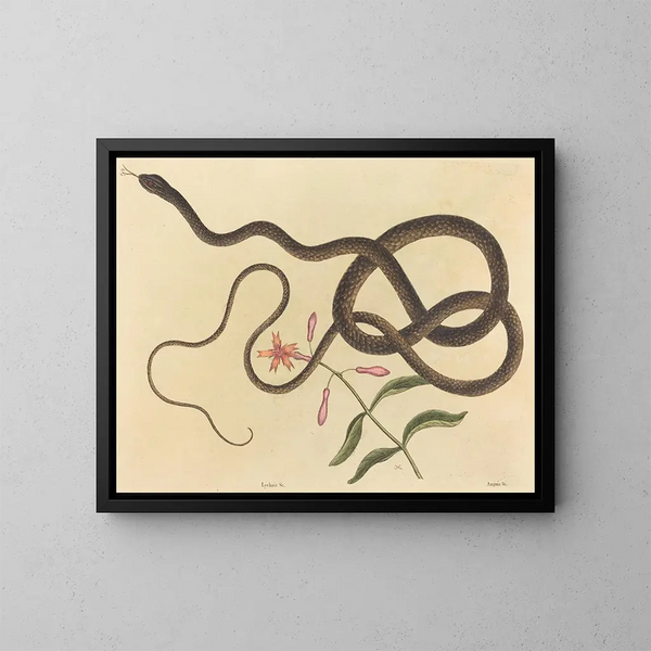 Il serpente frusta di coachwhip - Mark Catesby — quadro incorniciato alla parete