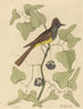 Le Moucherolle huppé Muscicapa cristata - Mark Catesby — Ansicht des Kunstwerks