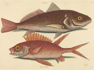 Mark Catesby - The Croker Perca undulata.webp