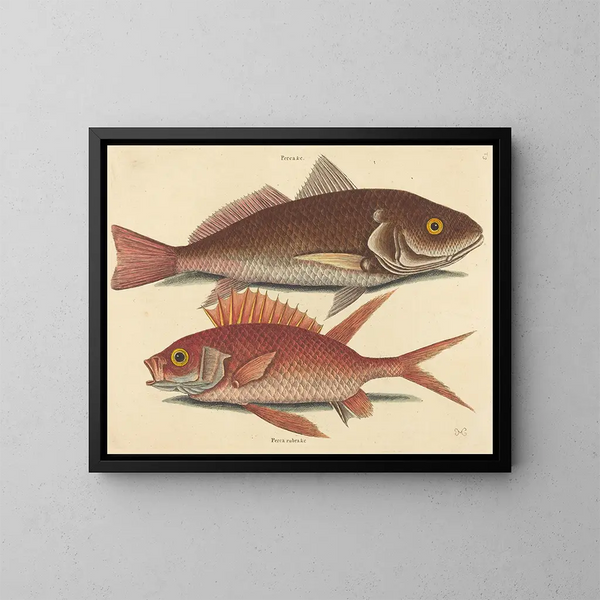 La pertica ondulata di Croker - Mark Catesby — quadro incorniciato alla parete