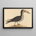 Le Bec-en-ciseaux Rhynchops nigra - Mark Catesby — quadro incorniciato alla parete