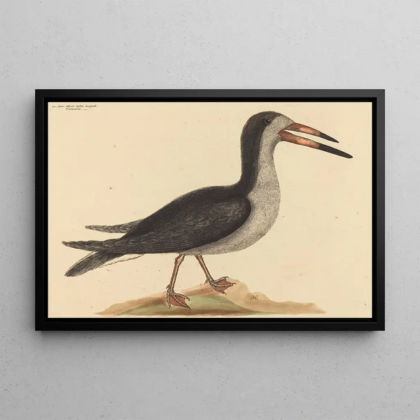 Le Bec-en-ciseaux Rhynchops nigra - Mark Catesby — quadro incorniciato alla parete