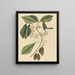 Le Grimpereau des pins Parus americanus - Mark Catesby — quadro incorniciato alla parete