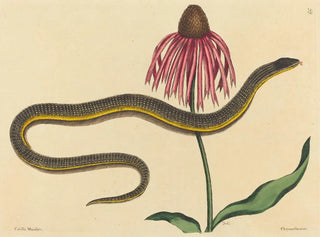 Der Glasschlang Anguis ventralis - Mark Catesby — Ansicht des Kunstwerks
