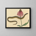 Der Glasschlang Anguis ventralis - Mark Catesby — gerahmtes Bild an der Wand