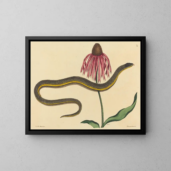 Il serpente di vetro Anguis ventralis - Mark Catesby — quadro incorniciato alla parete