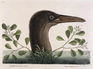 Mark Catesby - The Great Booby An Thymelaea foliis obtusis Anseri Bassano  c.webp
