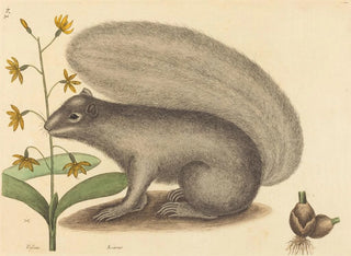 Mark Catesby - The Grey Fox Squirrel Sciurus cinereus.webp