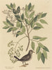 Die Erdkolumba Columba passerina - Mark Catesby — Ansicht des Kunstwerks