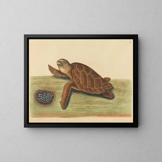 Mark Catesby - The Hawksbill Turtle Testudo caretta.webp