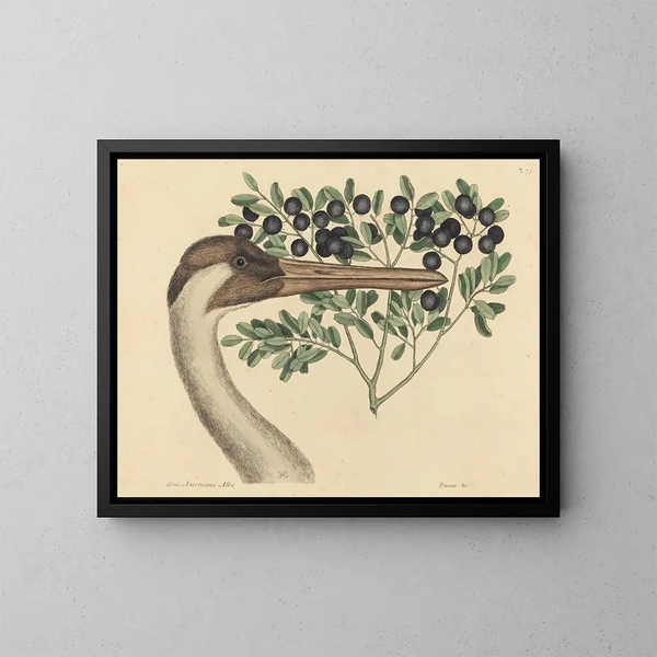 Die kanadische Kranich Ardea americana - Mark Catesby — gerahmtes Bild an der Wand