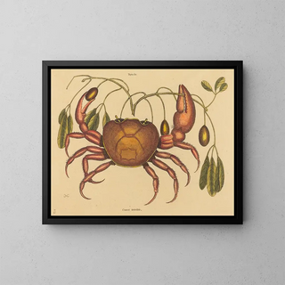 Mark Catesby - The Landcrab Cancer ruricola.webp
