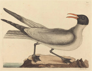 Mark Catesby - The Laughing Gull Larus articilla.webp