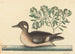 Le Petit Canard Brun, Anas rustica - Mark Catesby — vista dell’opera