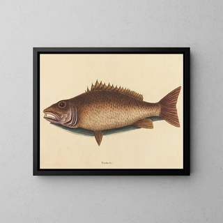 Le vivaneau gris - Mark Catesby — quadro incorniciato alla parete
