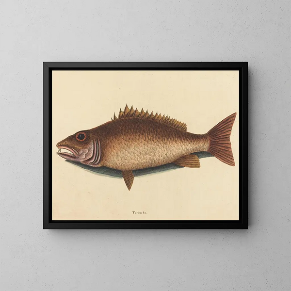 Der graue Schnapper - Mark Catesby — gerahmtes Bild an der Wand