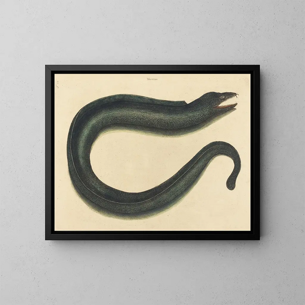 La Muräne Helena - Mark Catesby — gerahmtes Bild an der Wand