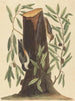 La Sittelle torchepot Sitta europaea - Mark Catesby — Ansicht des Kunstwerks