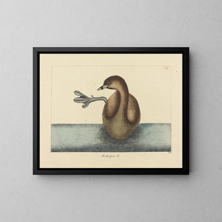 Mark Catesby - The Piedbilled Dobchick Colymbus podiceps.webp