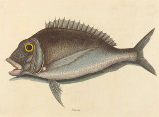 Le Porgy Sparus chrysops - Mark Catesby — Ansicht des Kunstwerks