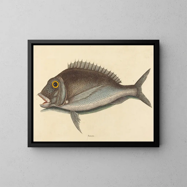 Le Porgy Sparus chrysops - Mark Catesby — gerahmtes Bild an der Wand