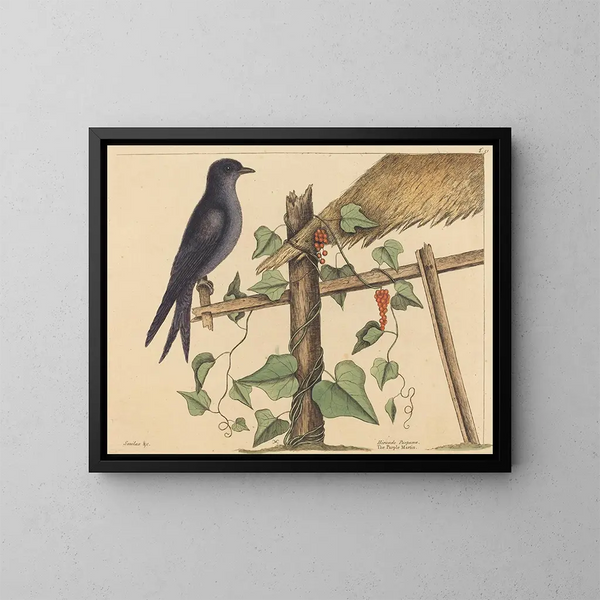 Der purpurne Martin - Mark Catesby — gerahmtes Bild an der Wand