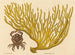 Der rote Scherenkrabbe Cancer erythropus - Mark Catesby — Ansicht des Kunstwerks