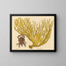 Der rote Scherenkrabbe Cancer erythropus - Mark Catesby — gerahmtes Bild an der Wand