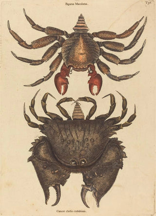 Mark Catesby - The Red Mottled Rockcrab Cancer grapsus.webp
