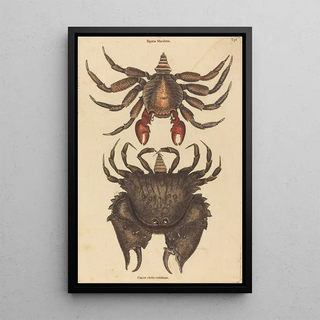 Mark Catesby - The Red Mottled Rockcrab Cancer grapsus.webp