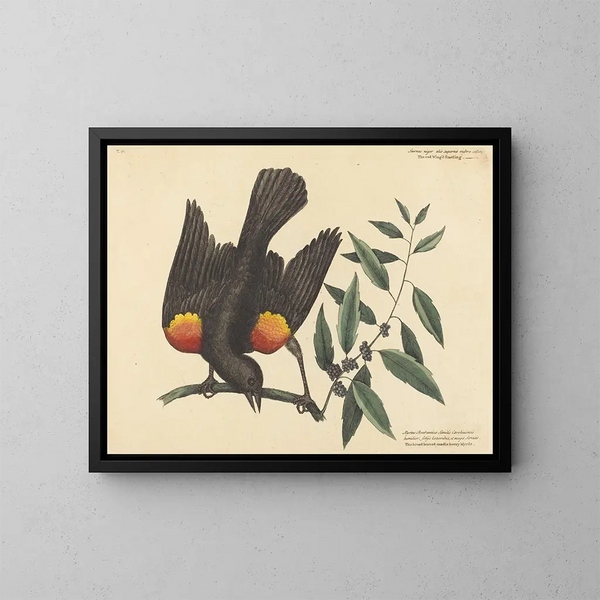 Der rotflügelige Drossel - Mark Catesby — gerahmtes Bild an der Wand