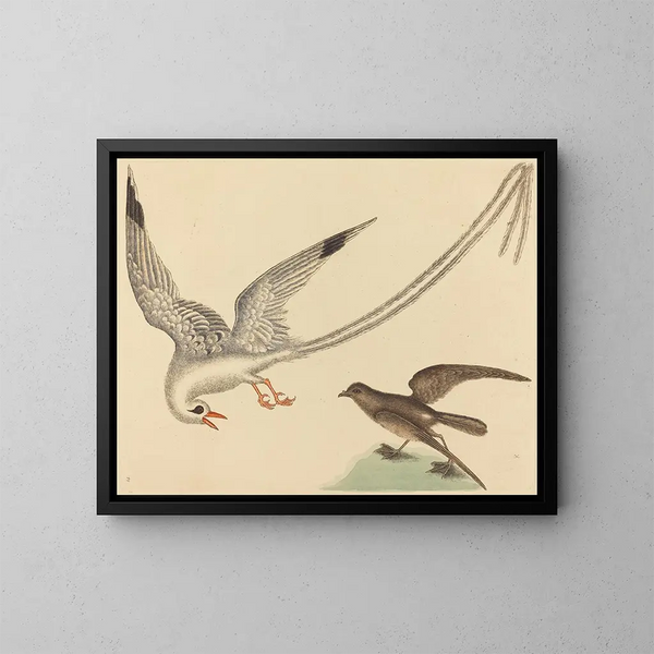 Der Reisfisch - Mark Catesby — gerahmtes Bild an der Wand