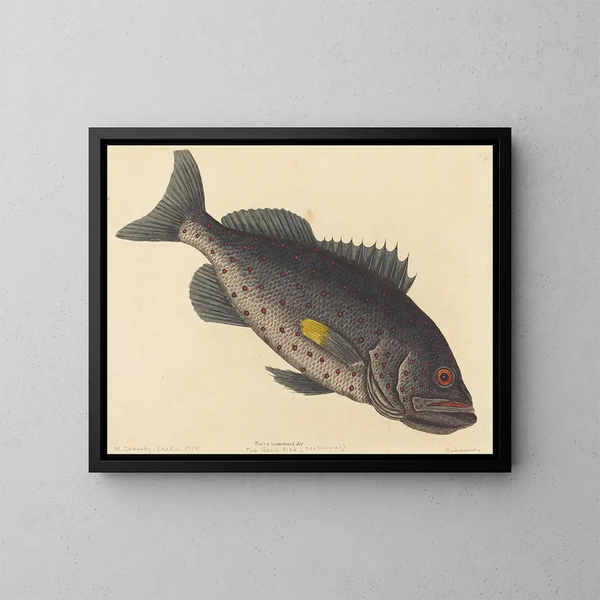 Der giftige Barsch - Mark Catesby — gerahmtes Bild an der Wand