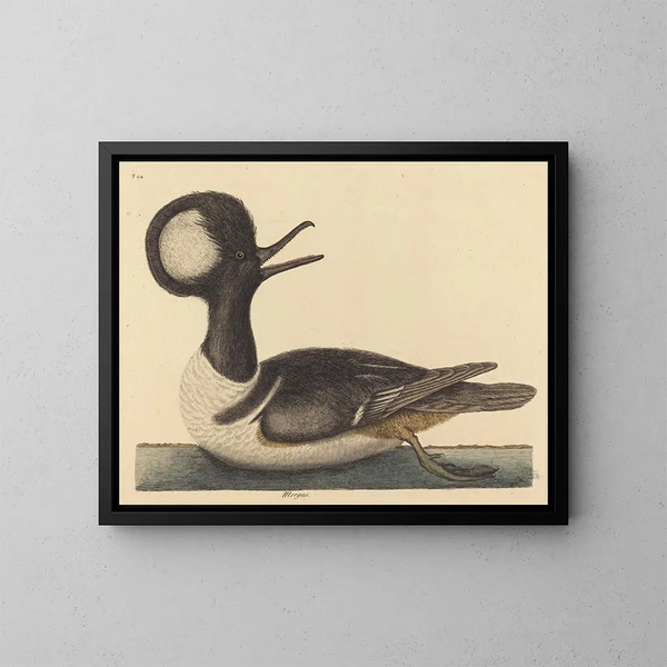 Der Entenvogel mit Kapuze - Mark Catesby — gerahmtes Bild an der Wand